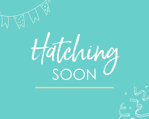 Hatching Soon